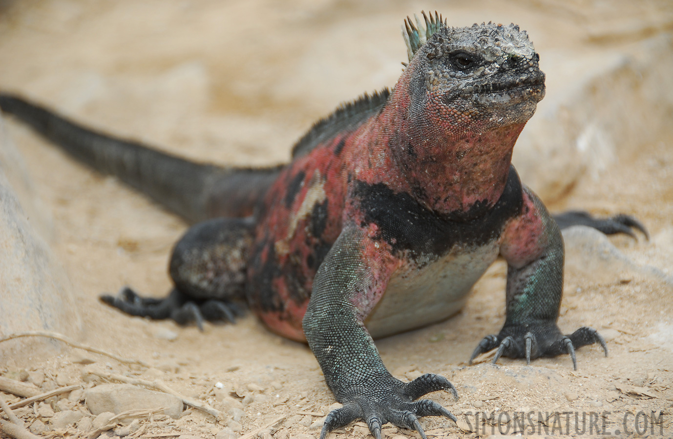 Amblyrhynchus cristatus venustissimus [120 mm, 1/250 sec at f / 5.6, ISO 100]